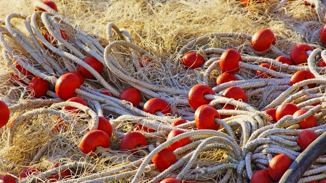 red oval fruits on brown grass field during daytime