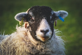 A sheep with a distinctive black and white patterned face stands against a blurred green background. The animal has ear tags for identification, one yellow and one blue, and thick, curly white wool.