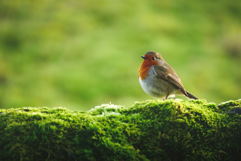 orange and white bird on green moss