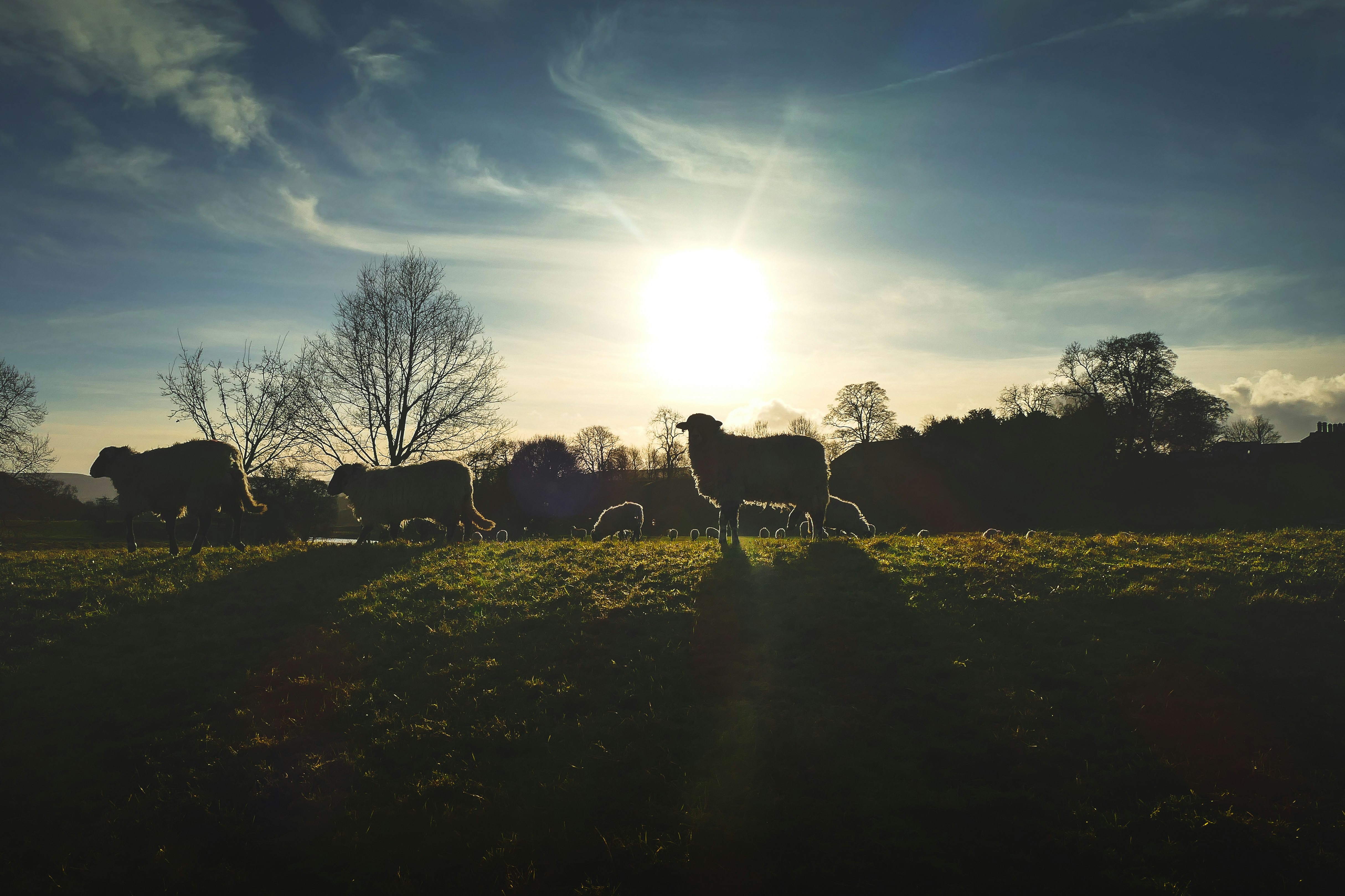 silhouette of horses on green grass field during daytime