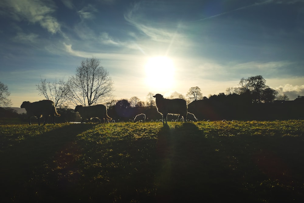 silhouette of horses on green grass field during daytime