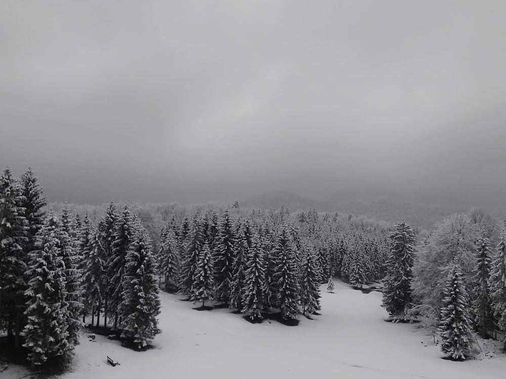 snow covered pine trees during daytime