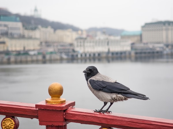 Crow standing by a river with outstanding intelligence and cognition