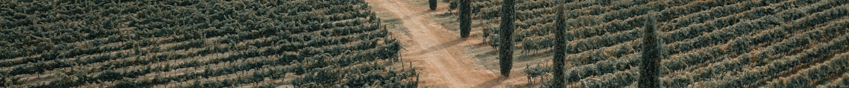 brown dirt road between green grass field during daytime