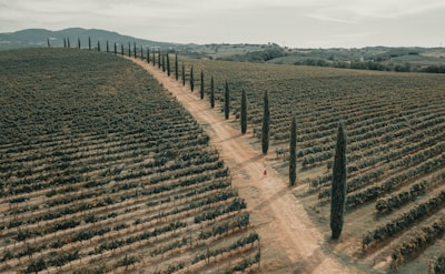 An aerial view of a vast vineyard landscape stretching into the distance, with rows of grapevines neatly aligned on either side of a dirt road. Tall, slender cypress trees line the road, adding a touch of elegance and order. The scenery is framed by gentle hills in the background, creating a picturesque, serene setting. A person in red can be seen walking along the path, adding a sense of scale to the expansive terrain.