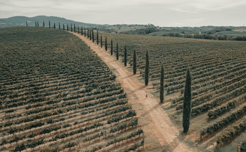 An aerial view of a vast vineyard landscape stretching into the distance, with rows of grapevines neatly aligned on either side of a dirt road. Tall, slender cypress trees line the road, adding a touch of elegance and order. The scenery is framed by gentle hills in the background, creating a picturesque, serene setting. A person in red can be seen walking along the path, adding a sense of scale to the expansive terrain.