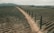 An aerial view of a vast vineyard landscape stretching into the distance, with rows of grapevines neatly aligned on either side of a dirt road. Tall, slender cypress trees line the road, adding a touch of elegance and order. The scenery is framed by gentle hills in the background, creating a picturesque, serene setting. A person in red can be seen walking along the path, adding a sense of scale to the expansive terrain.