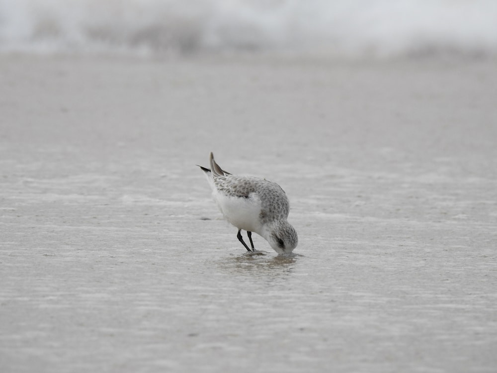white and gray bird on gray sand during daytime