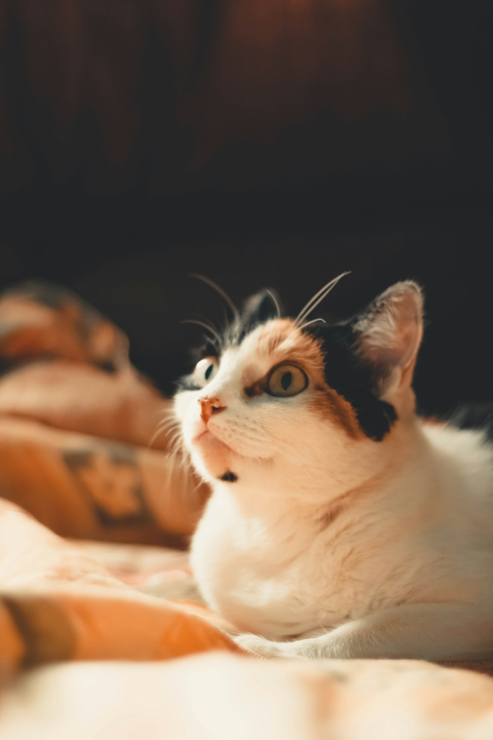 white and black cat on brown textile