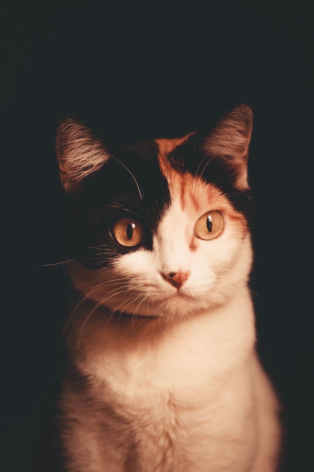 white and brown cat with black background