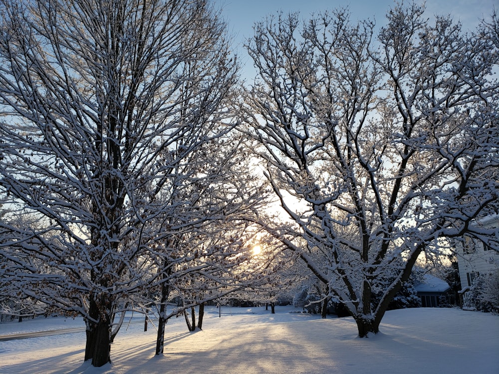 leafless tree on snow covered ground during daytime