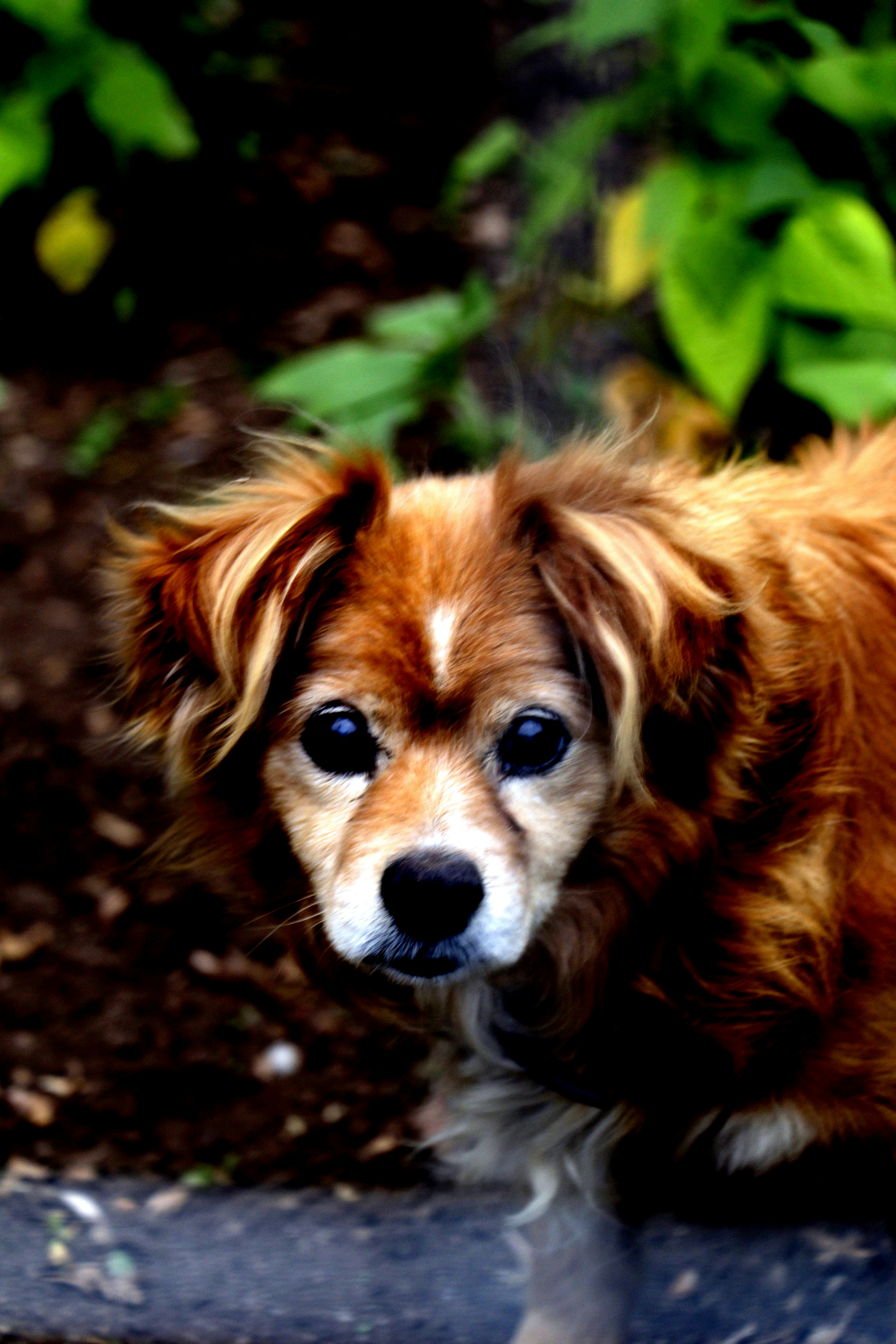 Brown And White Long Coat Small Dog Photo Free Animal Image On