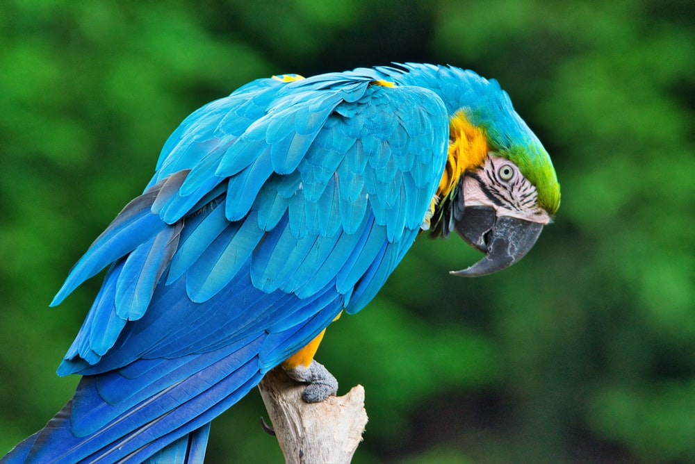 blue yellow and green parrot