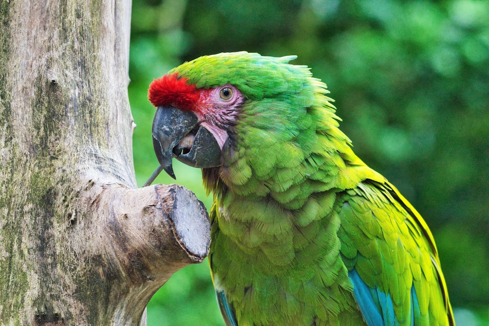 azul verde e papagaio vermelho no galho marrom da árvore