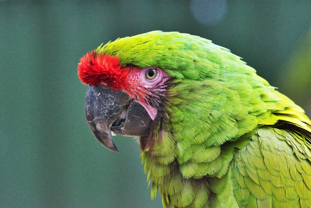 green and red parrot in close up photography