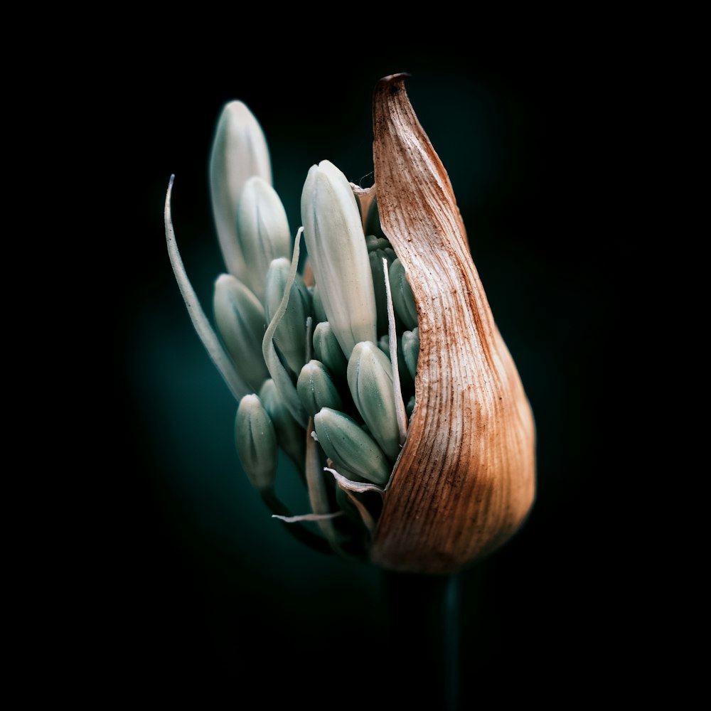 white flower in black background