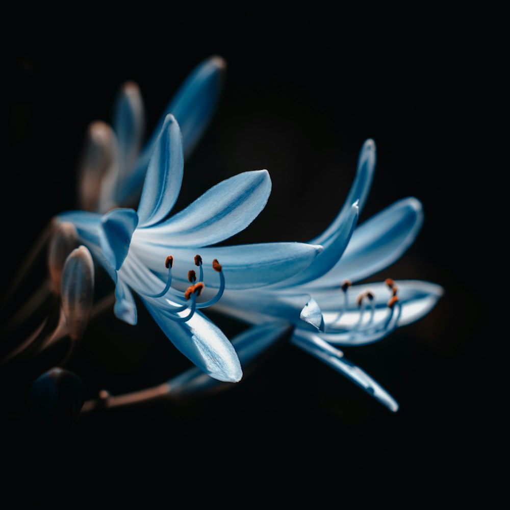 blue and white flower illustration