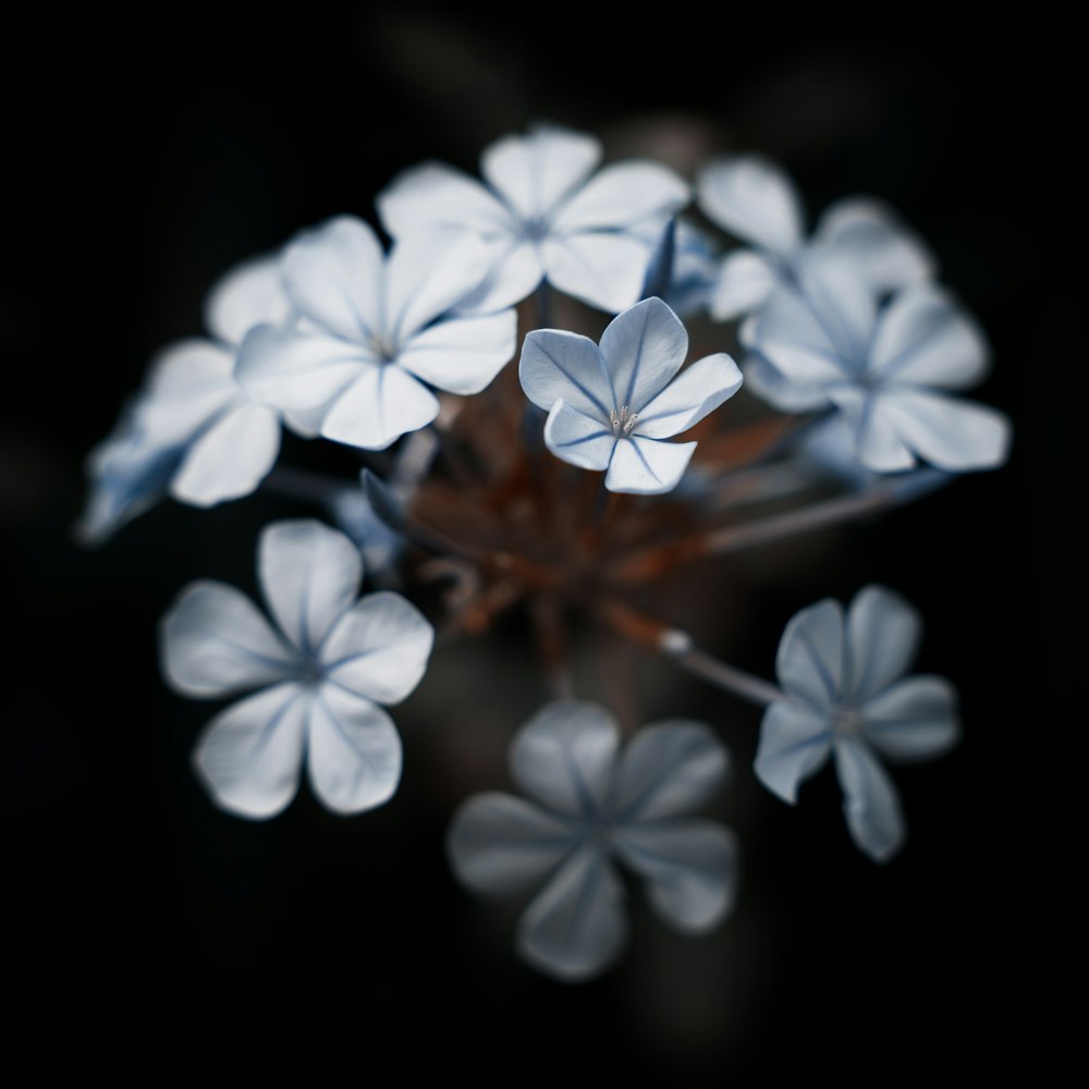 white flower in brown glass