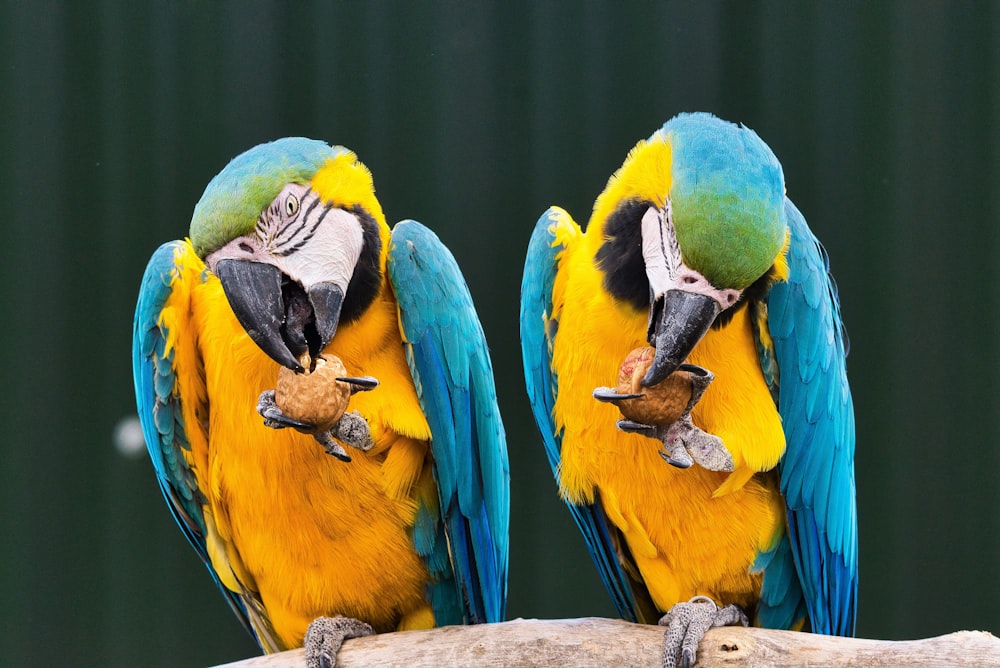 blue yellow and green macaw