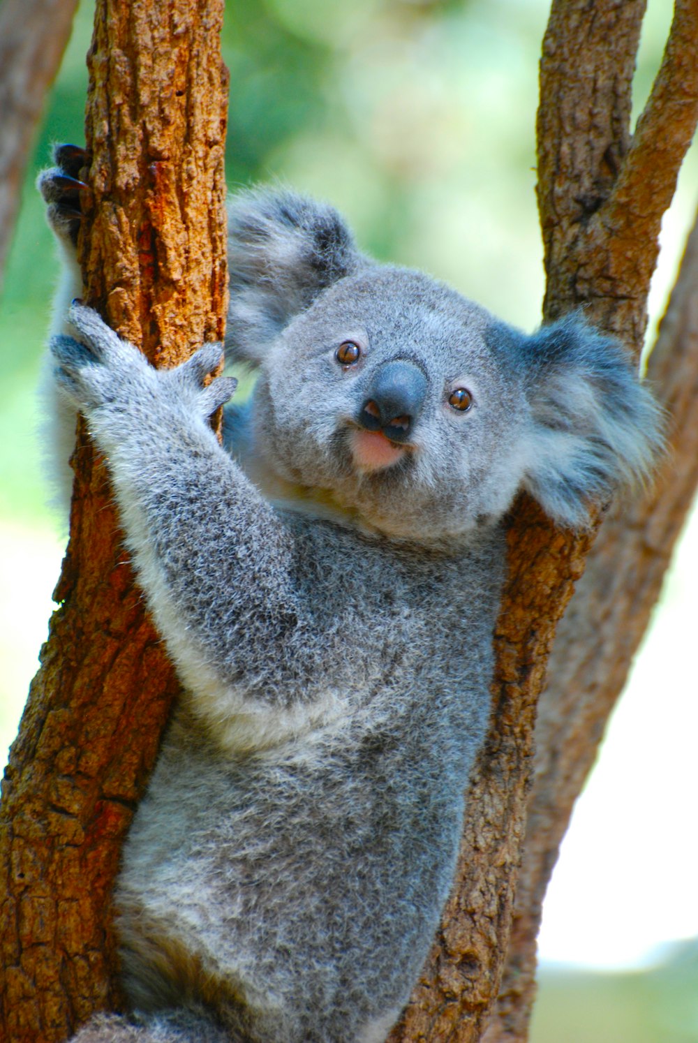 茶色の木の枝にとまるコアラのクマ