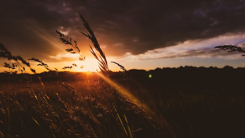 Silhouette von Gras während des Sonnenuntergangs