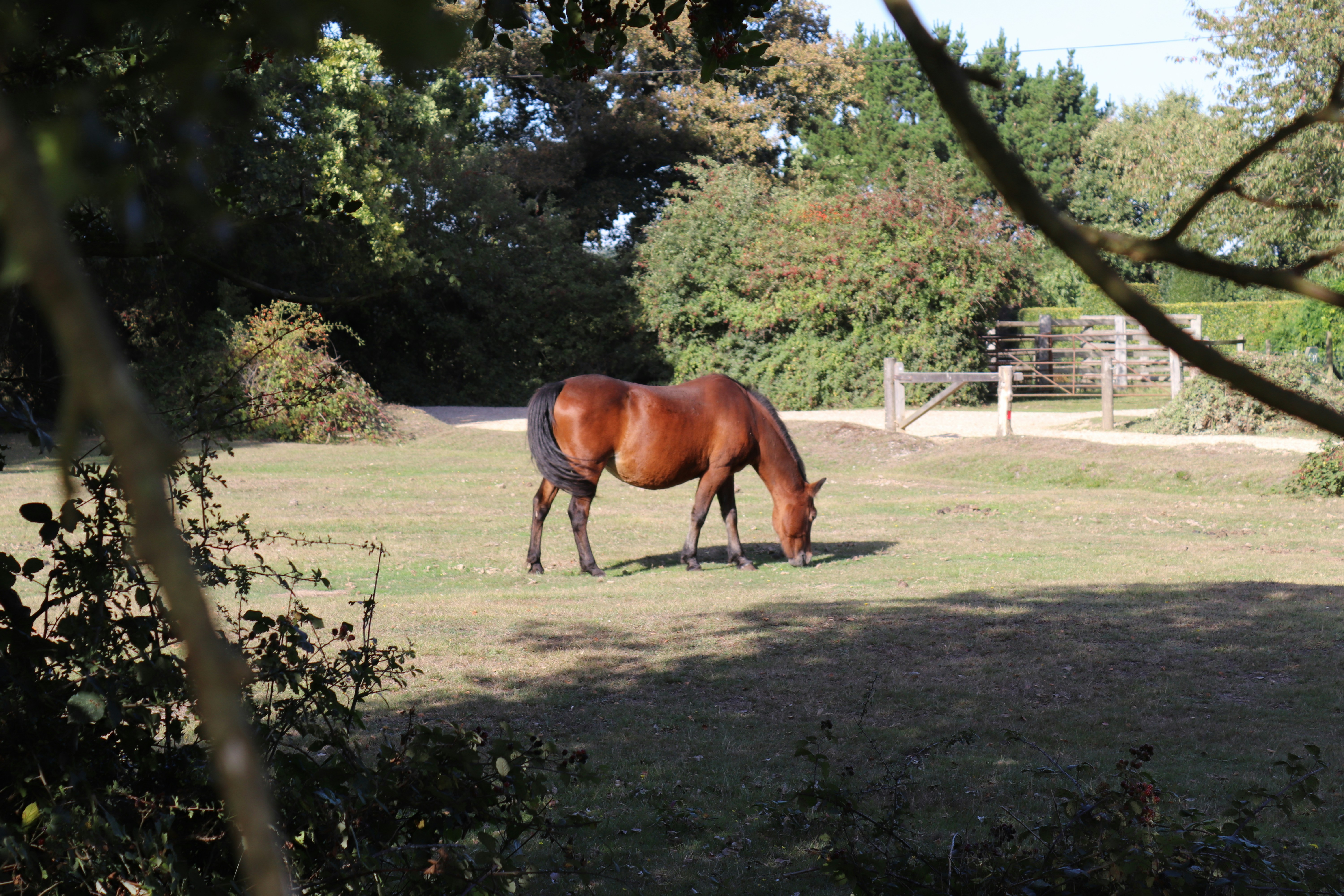 cheval brun sur un champ d’herbe verte pendant la journée