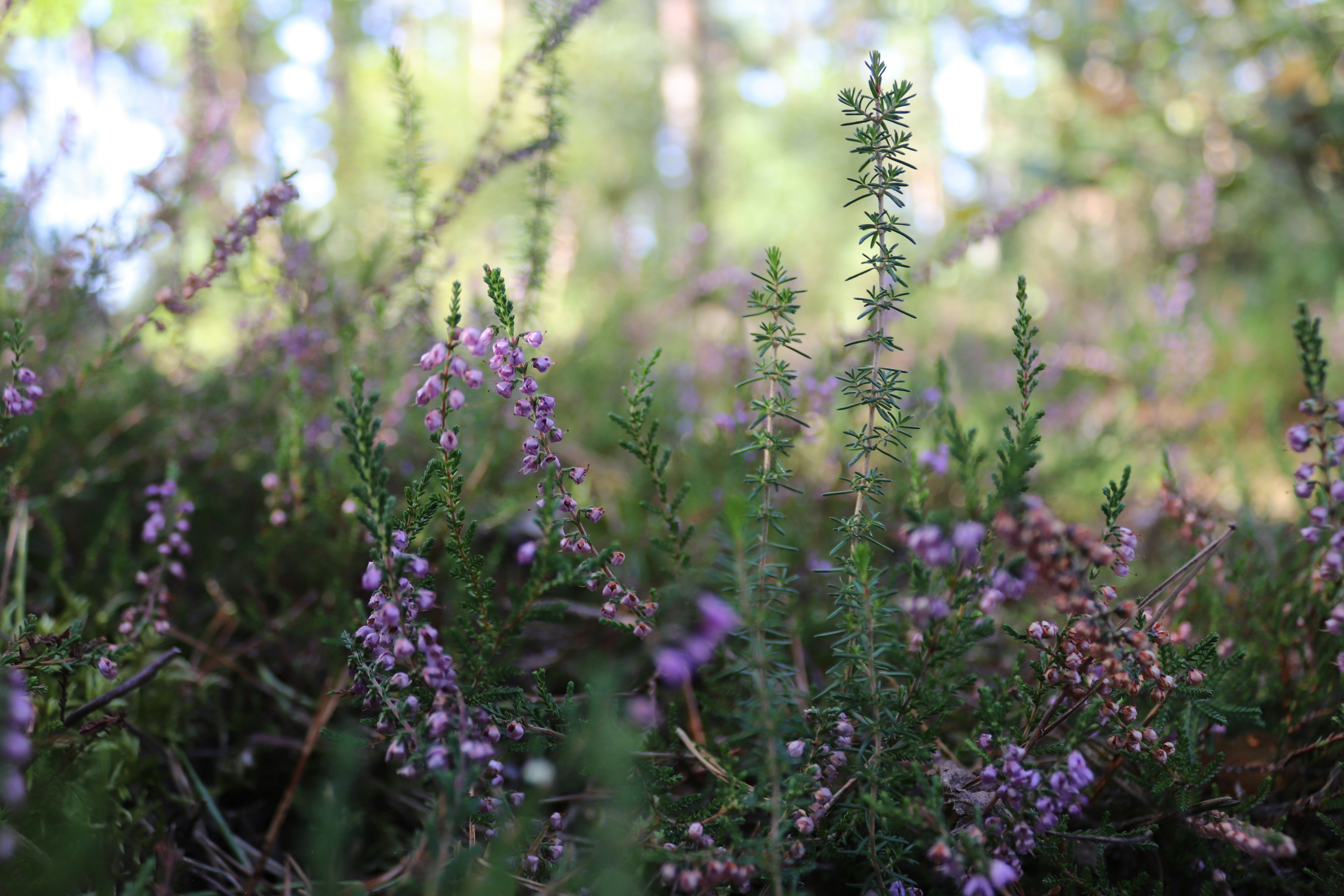 Photo by danmakesgames