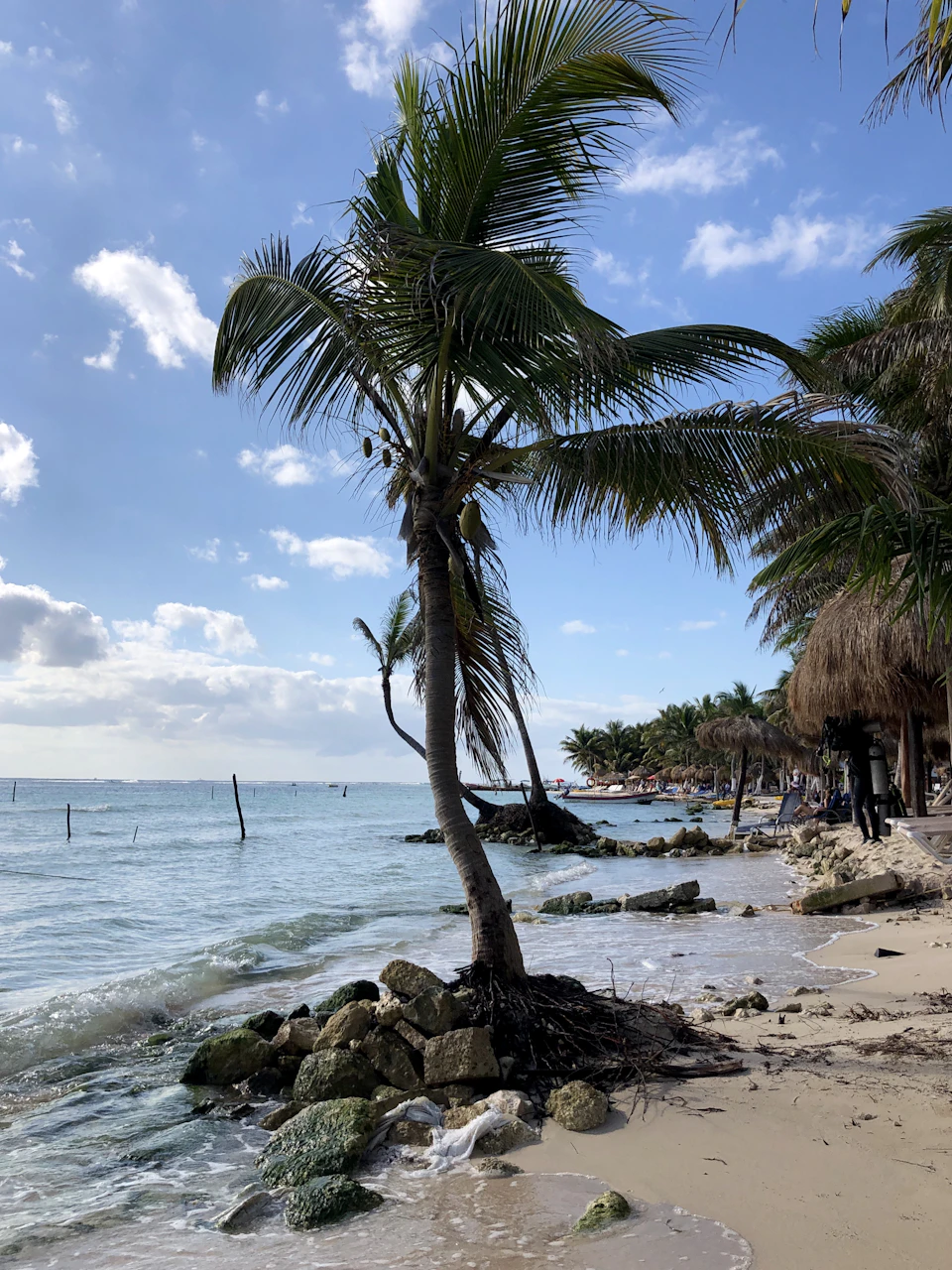 Tall palm tree stands on sandy beach with swaying green leaves and scattered rocks
