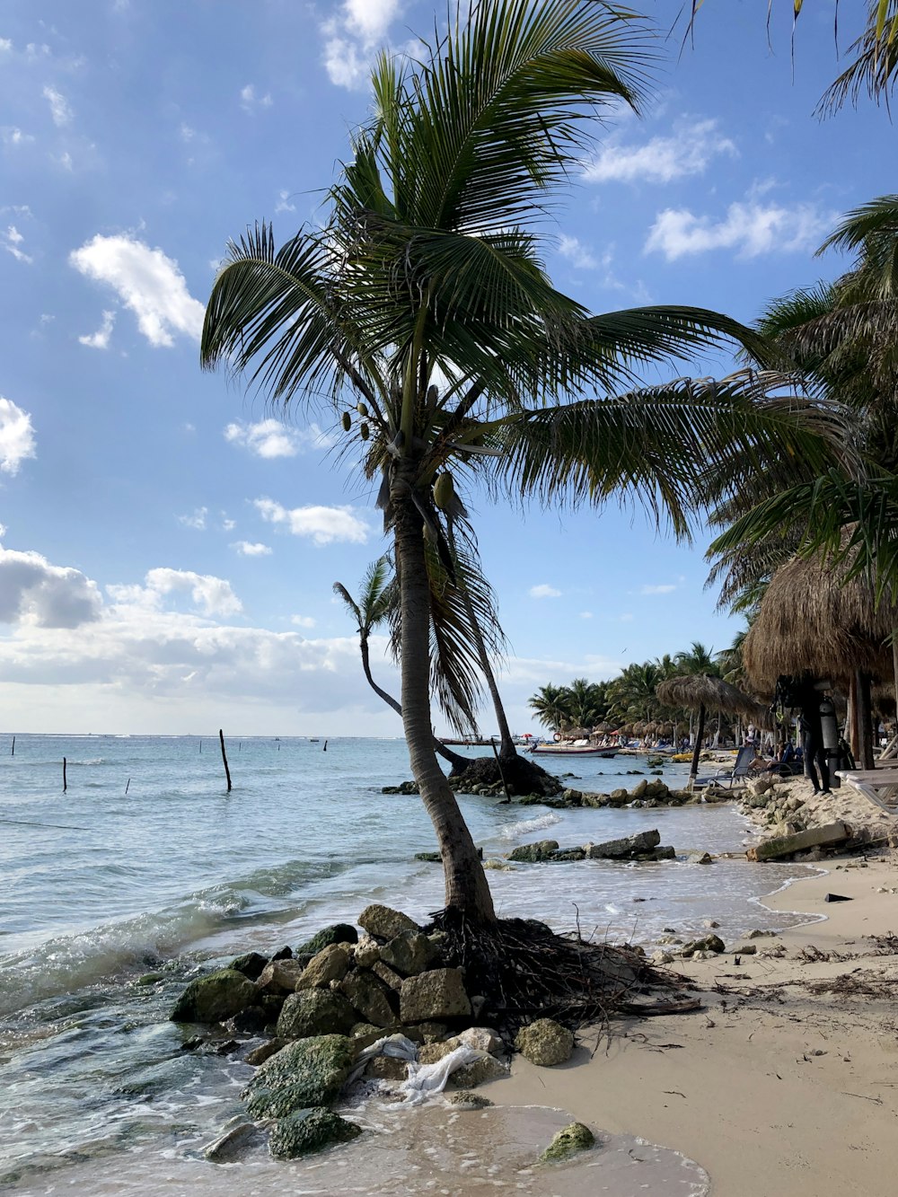 palm tree on beach shore during daytime