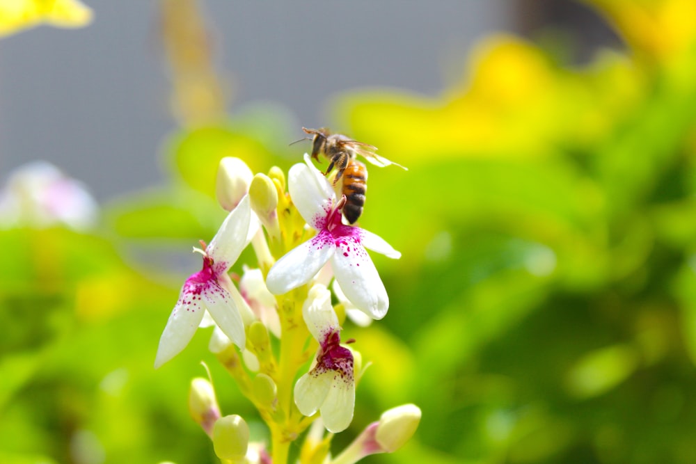 yellow and black bee on white and pink flower