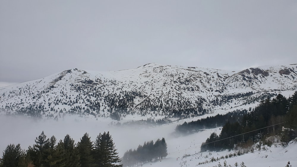 green trees on snow covered ground during daytime