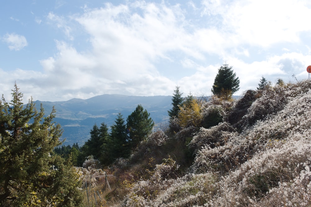 昼間は白い雲の下の山に緑の松の木