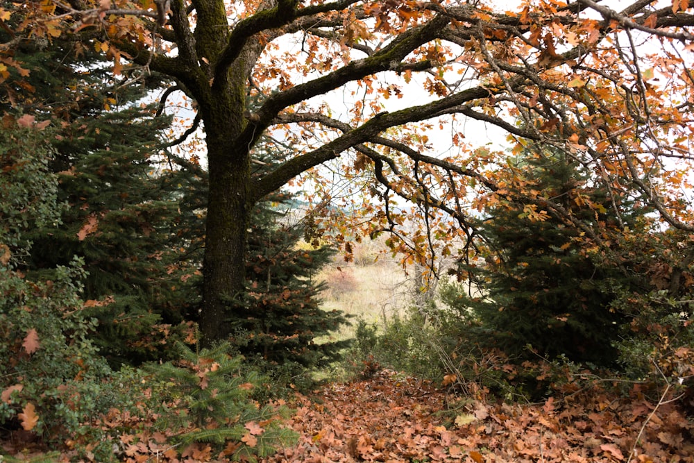 brown and green trees during daytime