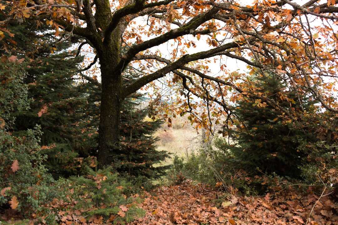 Forest photo spot Ano Trikala Phocis