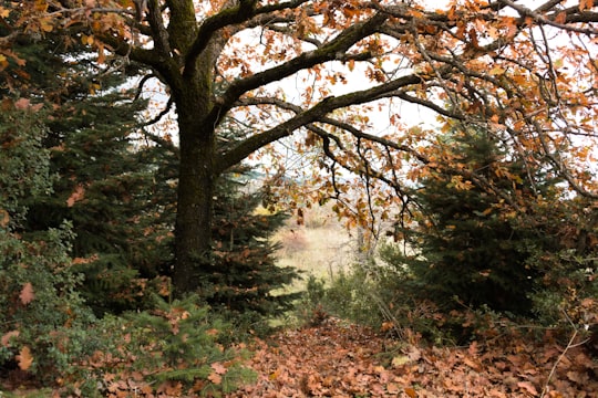 brown and green trees during daytime in Ano Trikala Greece