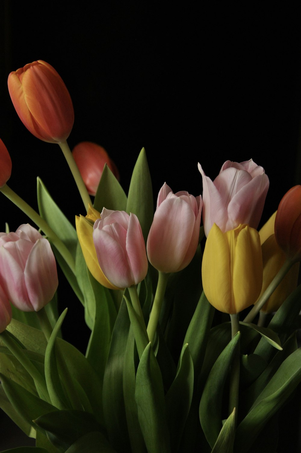 pink and yellow tulips in bloom