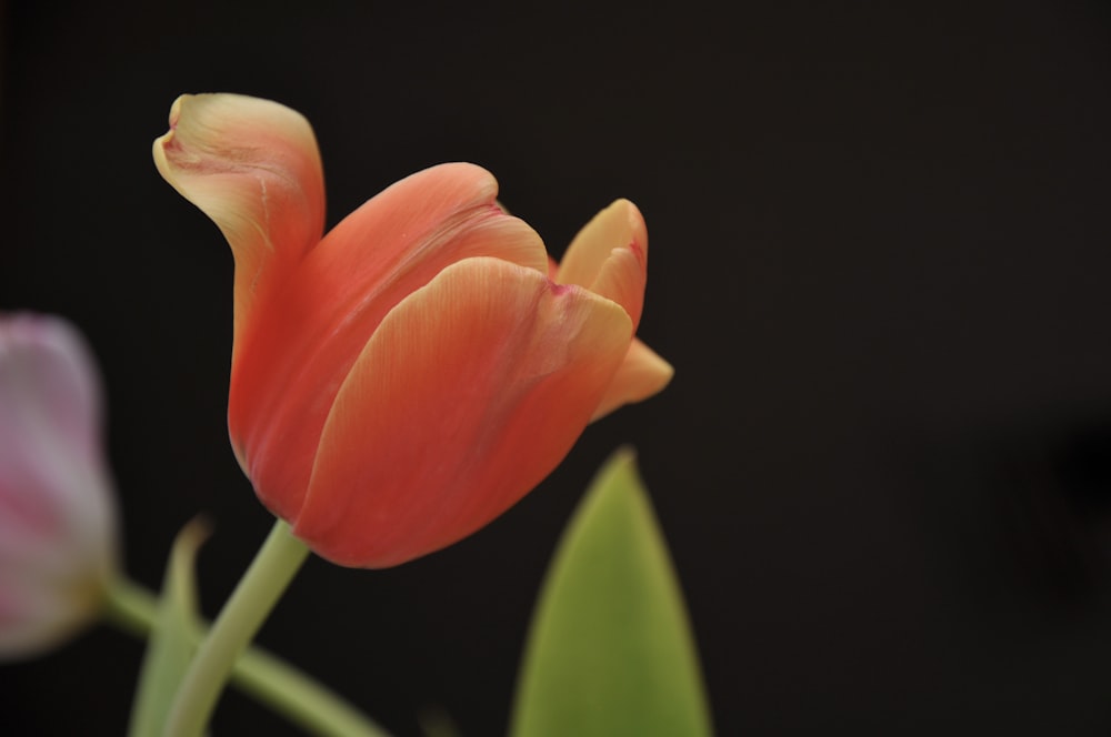 red and yellow tulip in bloom close up photo