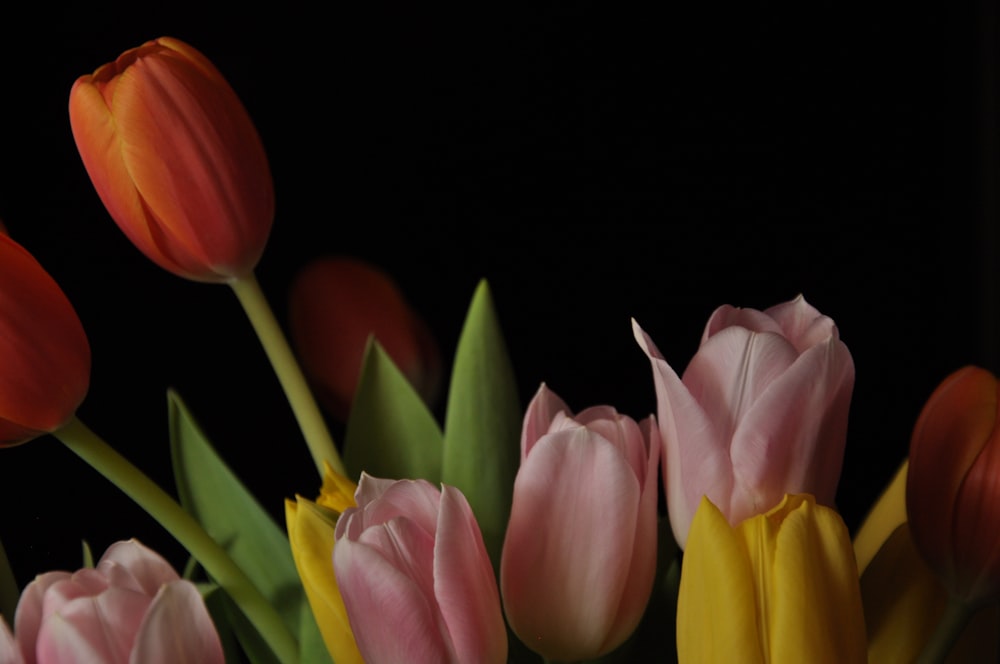pink and yellow tulips in black background