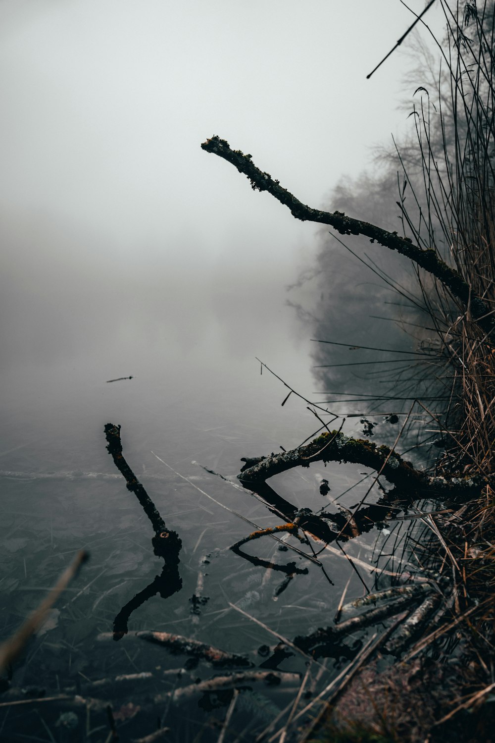 brown leafless tree on foggy weather