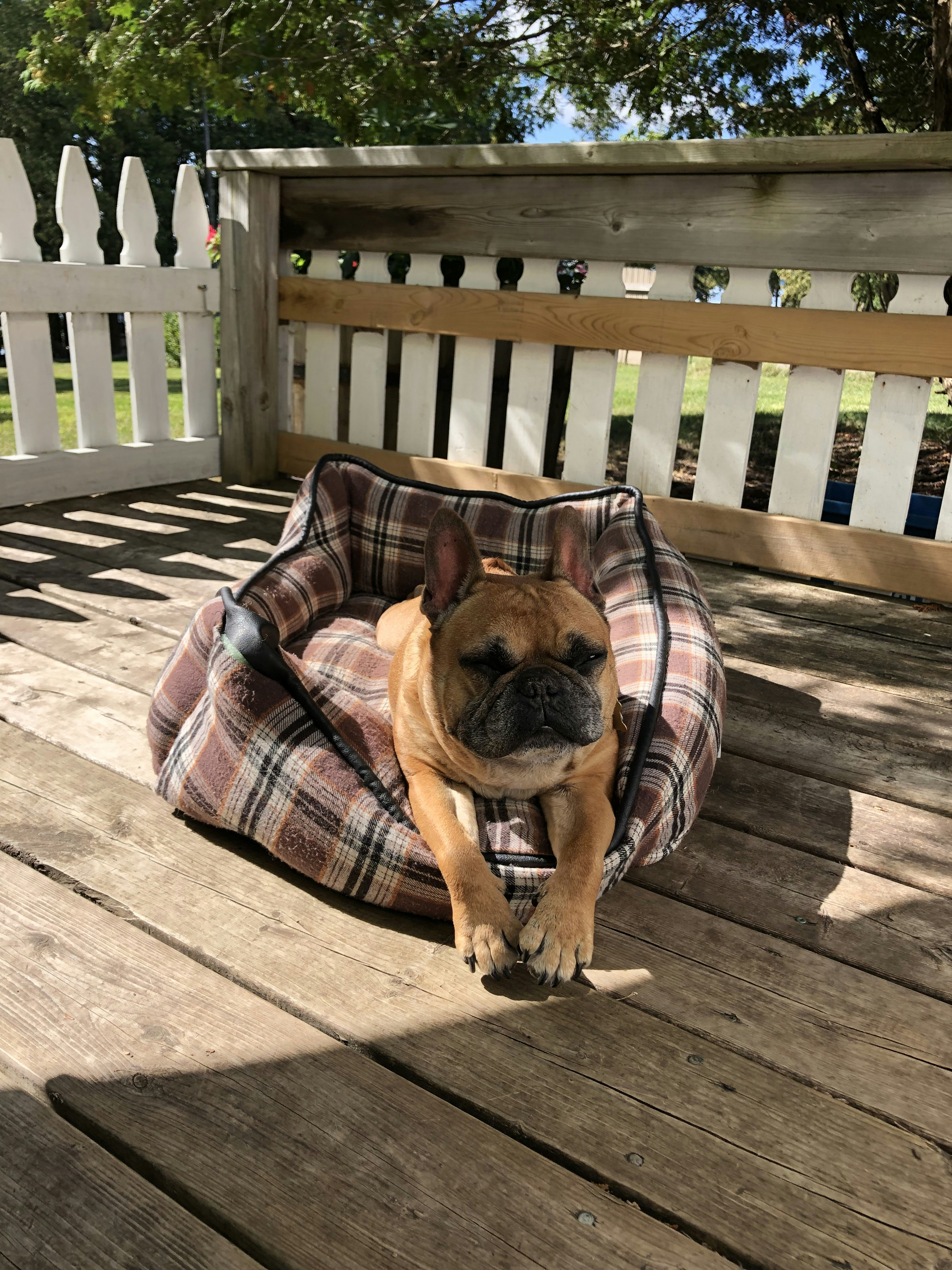 brown and black pug on brown wooden floor