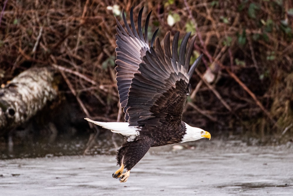 bald eagle flying over brown tree branch during daytime