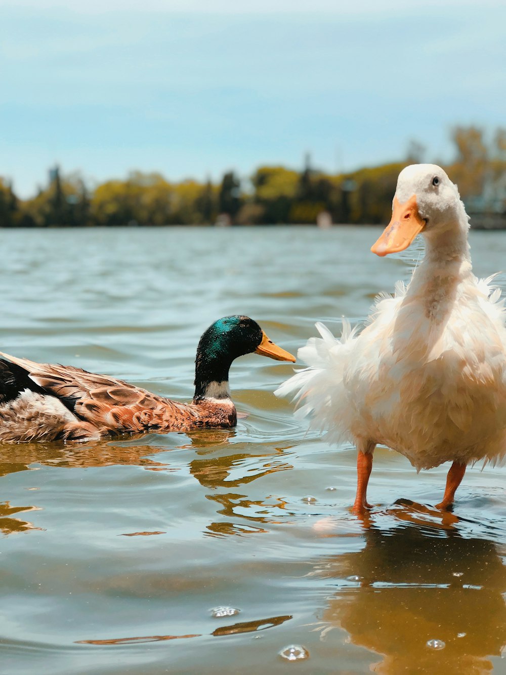 two white and brown ducks on water during daytime
