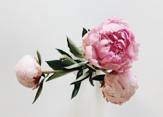 pink roses in white background