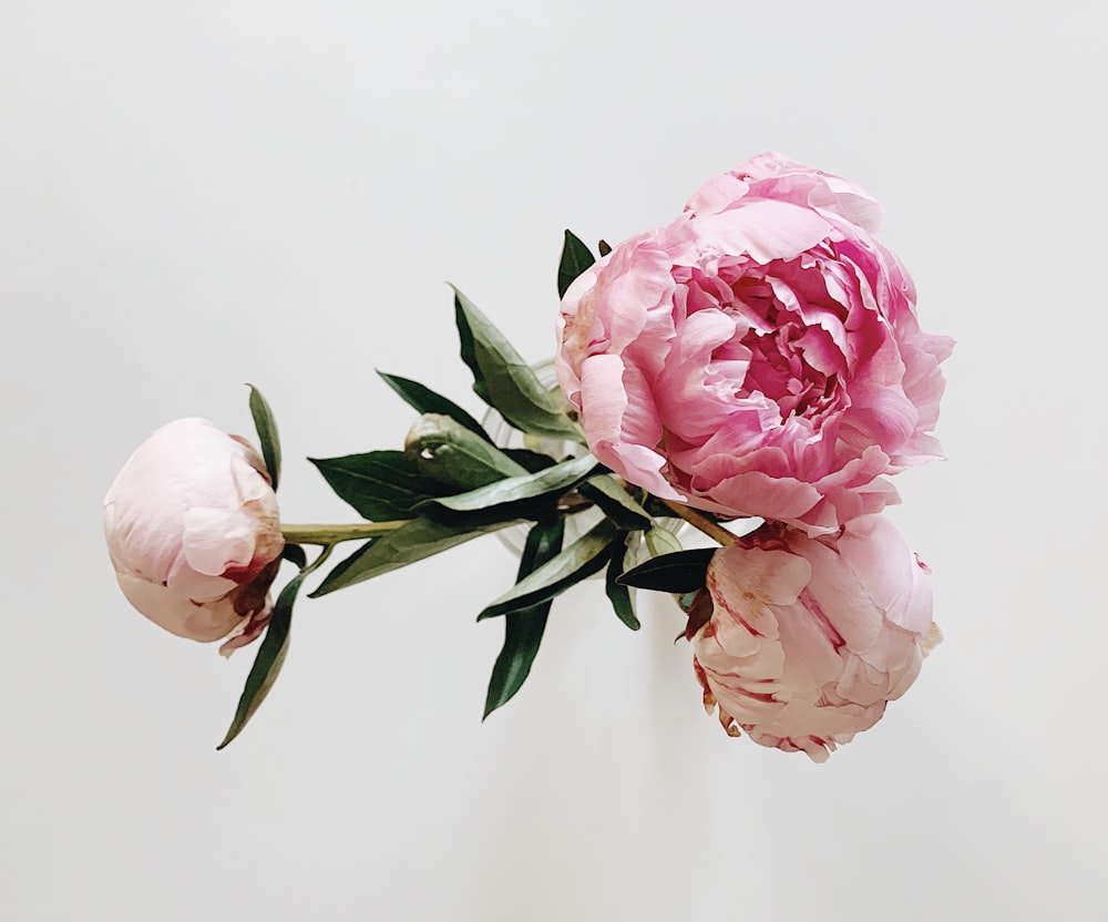 rose rosa su sfondo bianco