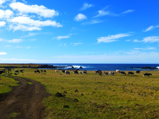 green grass field under blue sky during daytime in Easter Island Chile