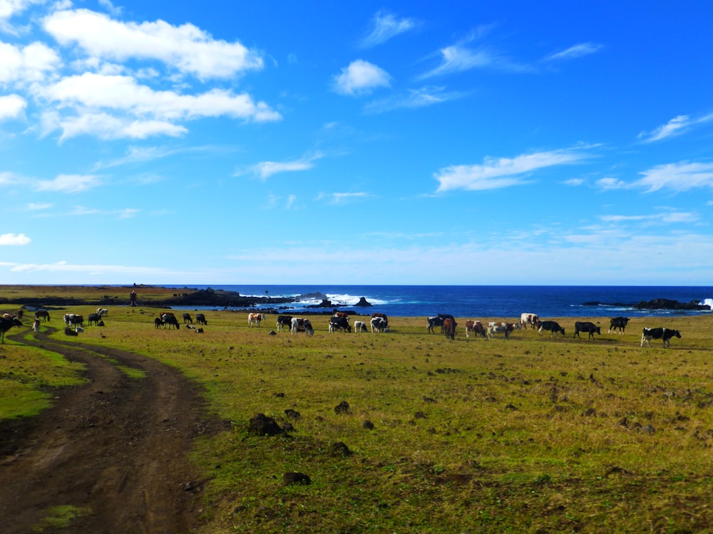 Campo de hierba verde bajo el cielo azul durante el día