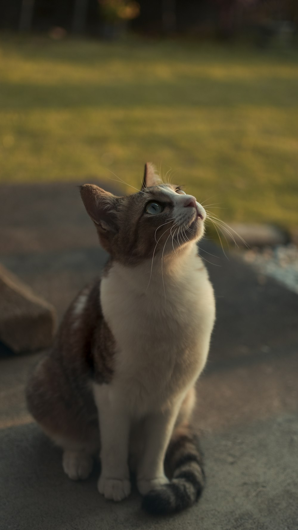 white and brown cat on brown rock