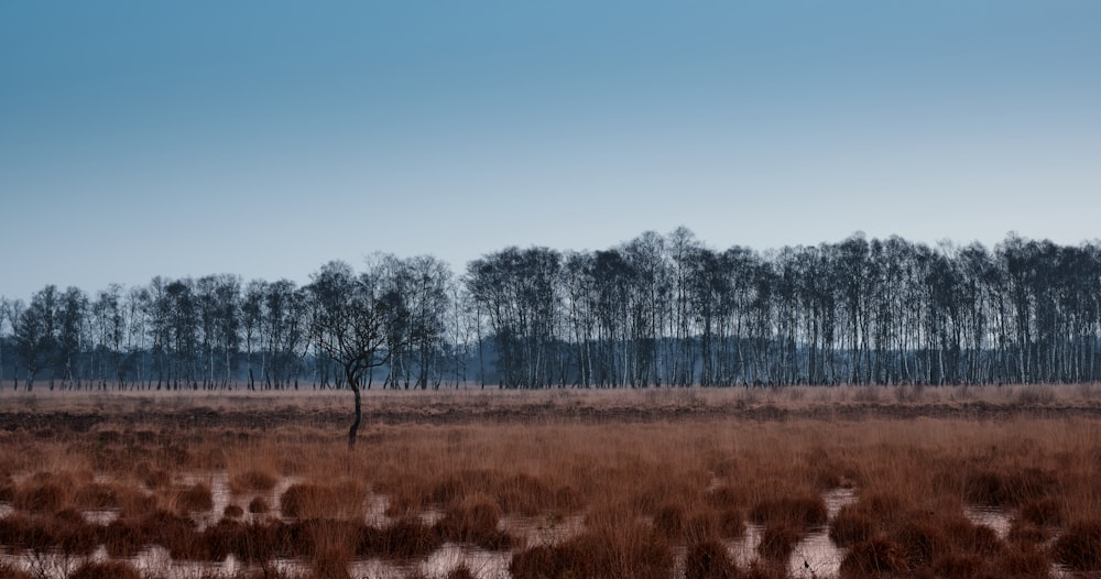 brown grass field with green trees under blue sky during daytime