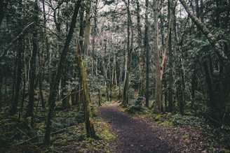 brown trees on brown soil