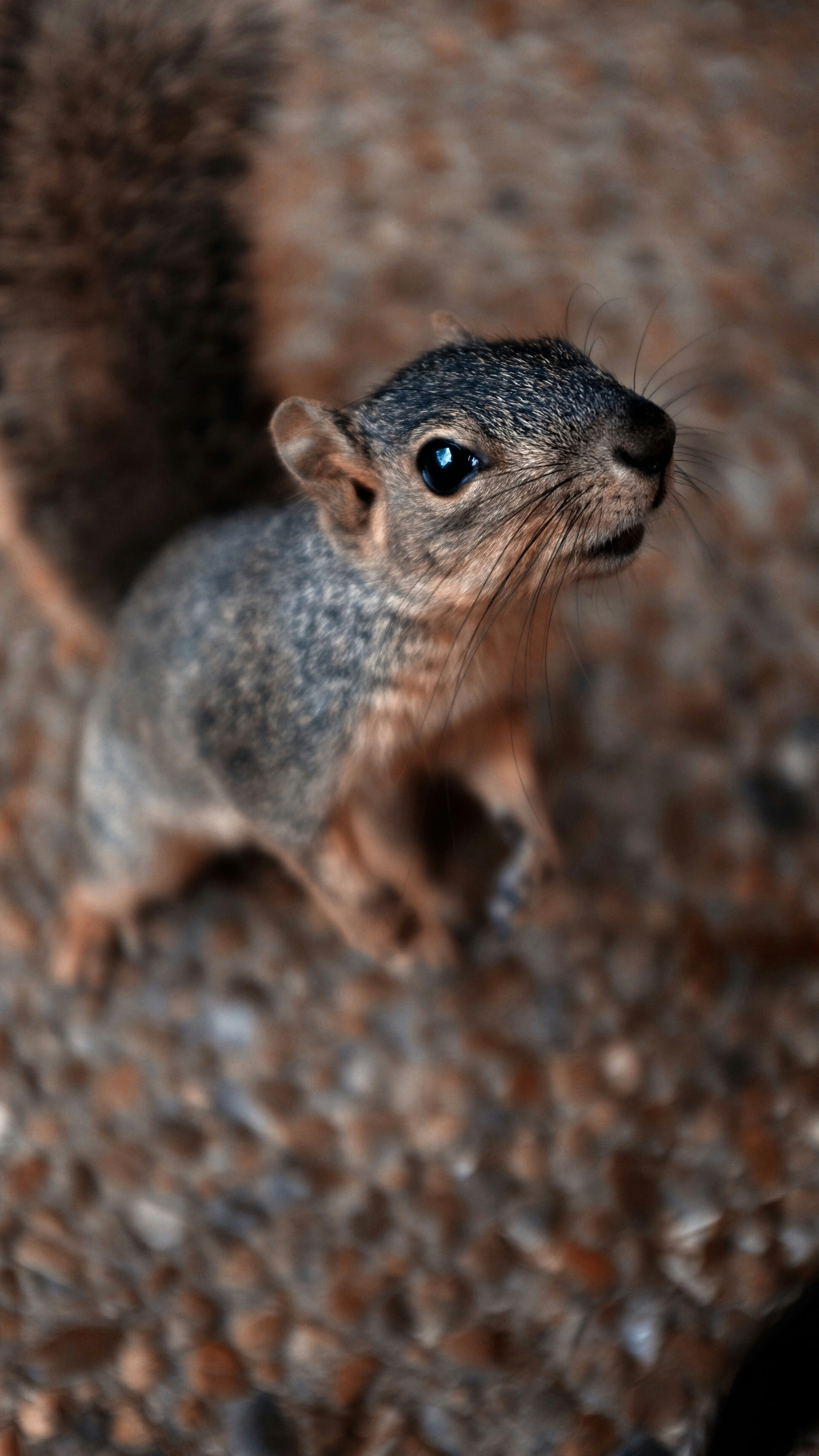écureuil brun et gris sur roche brune